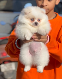 Buy Male Toy Pomeranian Puppy from Mumbai